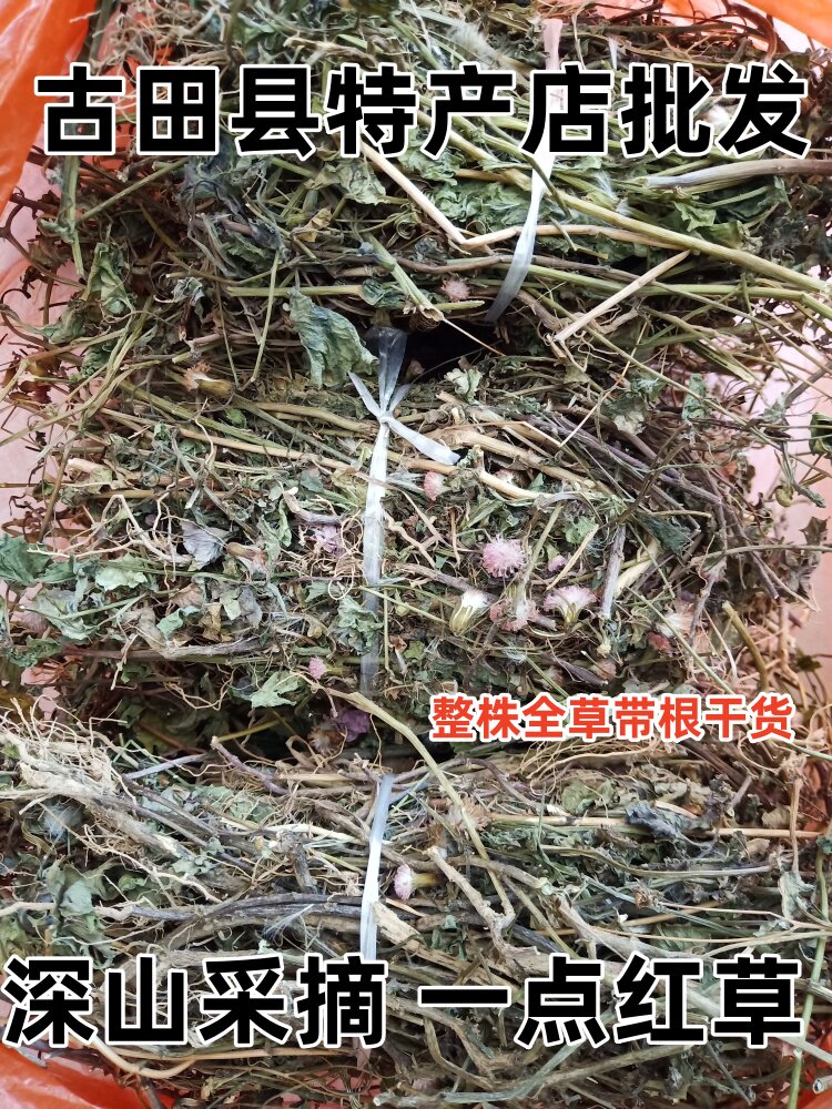 野生叶下红 一点红 羊蹄草  红头草 红背叶中草药材 整株带根干货图片