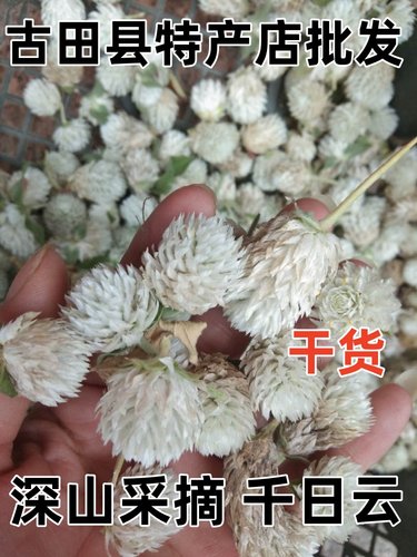 福建野生千日云千日白花千日红干花千日白花朵养生茶干货包邮-封面