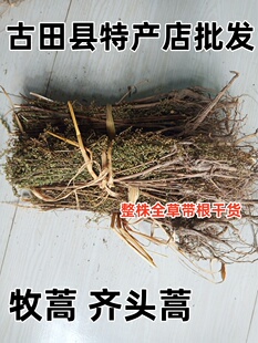 野生牡蒿 牧蒿青草药 齐头蒿 油蒿 脚板蒿六月雪整株干货250g包邮