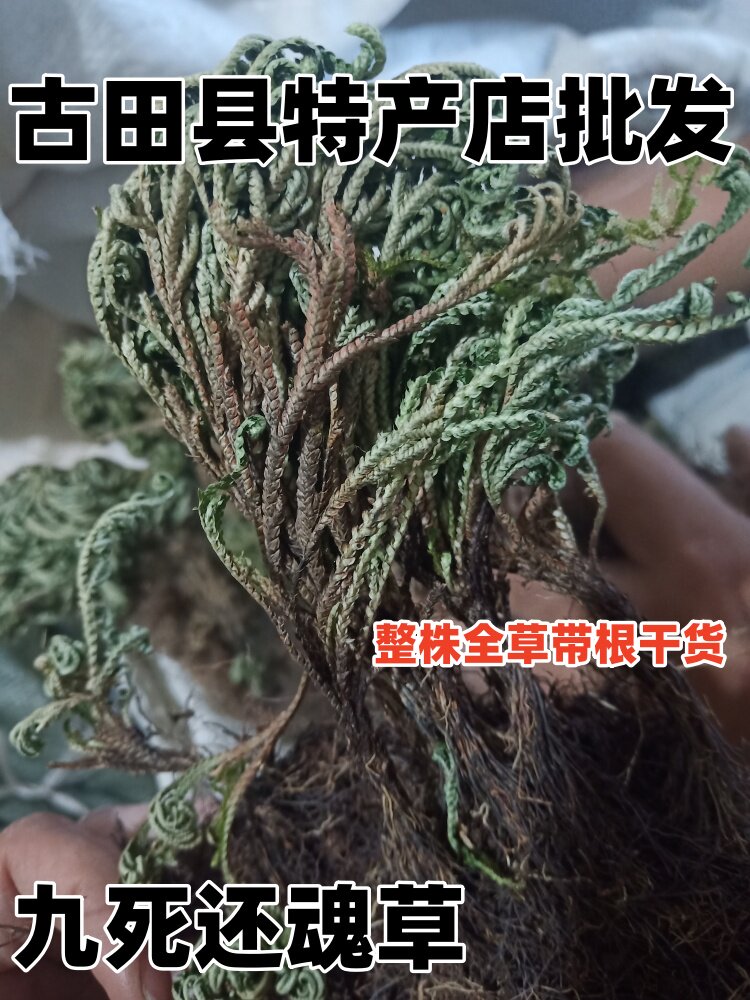 野生九死还魂草 卷柏 不死草 还阳草 长生草干货 中草药材 包邮