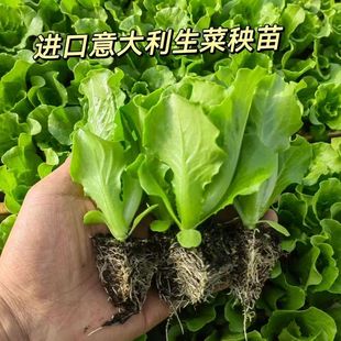 意大利生菜秧苗带土穴盘苗耐寒抗冻奶油生菜苗盆栽阳台露天秋冬种
