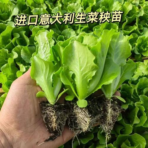 意大利生菜秧苗带土穴盘苗