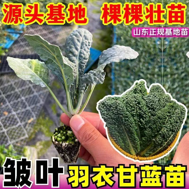 正宗进口羽衣甘蓝秧苗皱叶菜种苗耐寒果蔬同饮四季种植蔬菜过冬菜,鲜花速递/花卉仿真/绿植园艺,种苗/半成品盆栽,淘宝优惠券,粉丝福利购,淘宝优惠卷