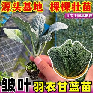 正宗进口羽衣甘蓝秧苗皱叶菜种苗耐寒果蔬同饮四季种植蔬菜过冬菜