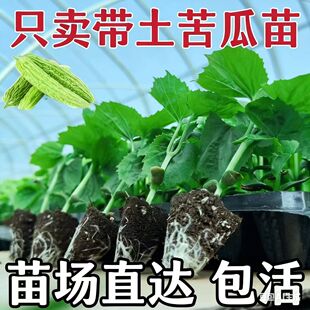 苦瓜苗翡翠绿苦瓜秧苗大肉苦瓜种苗长白苦瓜幼苗早熟高产耐热抗病