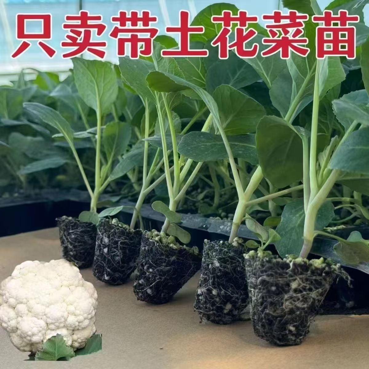 有机花菜苗秧苗四季阳台庭院