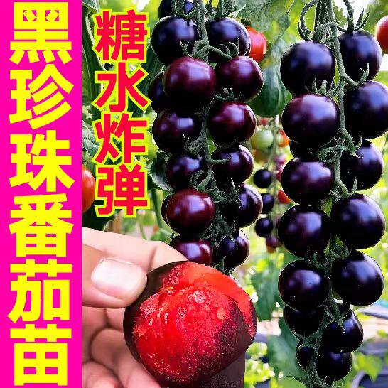 黑珍珠番茄苗糖水炸弹蓝莓小西红柿带土秧苗黄圣女果千禧超甜四季