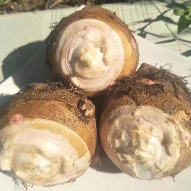 芋头山东五莲芋头母子菜农家毛芋头香芋艿非荔浦芋头5斤包邮,水产肉类/新鲜蔬果/熟食,芋头,淘宝优惠券,粉丝福利购,淘宝优惠卷