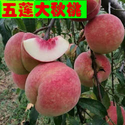 2025年新秋桃寒露蜜桃5斤水果金秋红蜜脆甜冬桃应季硬桃毛桃青桃