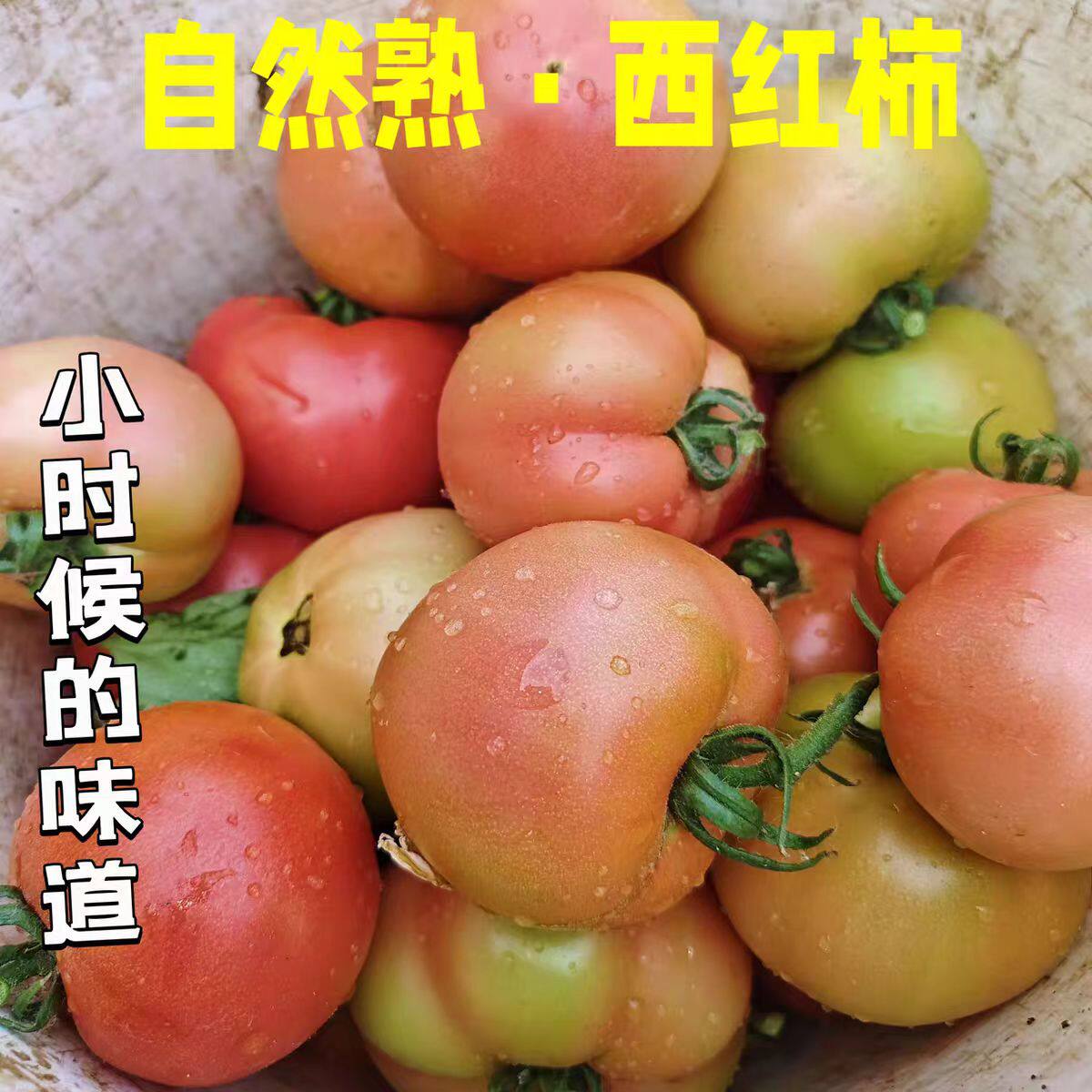 山东五莲普罗旺斯孕妇水果沙瓤西红柿子自然熟新鲜生吃粉番茄蔬菜