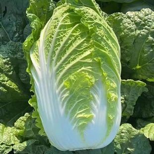 2025年山东新鲜霜打大白菜黄心菜包心菜现砍现发冬储菜大白菜包邮