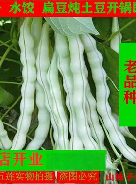 现摘山东芸豆角新鲜蔬菜老品种