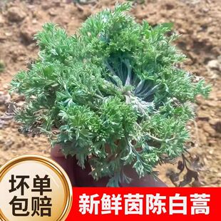 新鲜茵陈正月绵茵陈现挖现发正品白蒿嫩芽2026年五莲农家野菜包邮