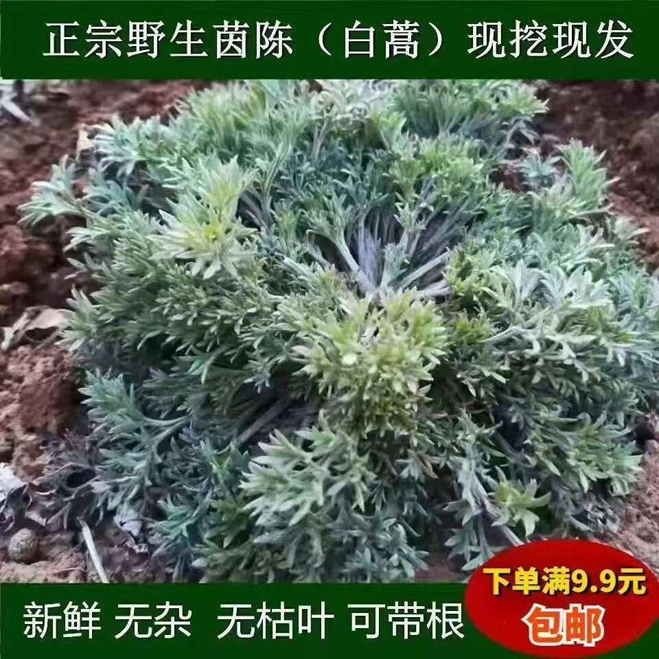 2026山东五莲山野生茵陈三月新鲜现采现发整棵新货中药材白蒿包邮