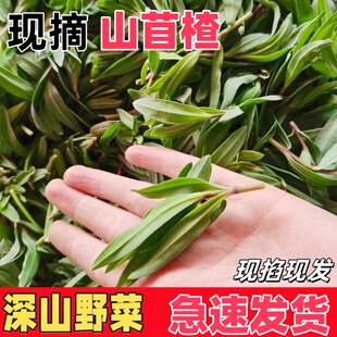 野生山苜楂菜山东野菜山菜蚂蚱菜山麻扎杂菜山麻楂新鲜5斤包邮现