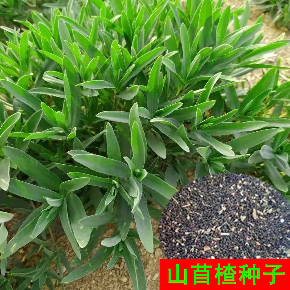 山苜楂种子野菜新货10克万粒左右山麻楂山木楂蚂蚱菜野生胶东特产