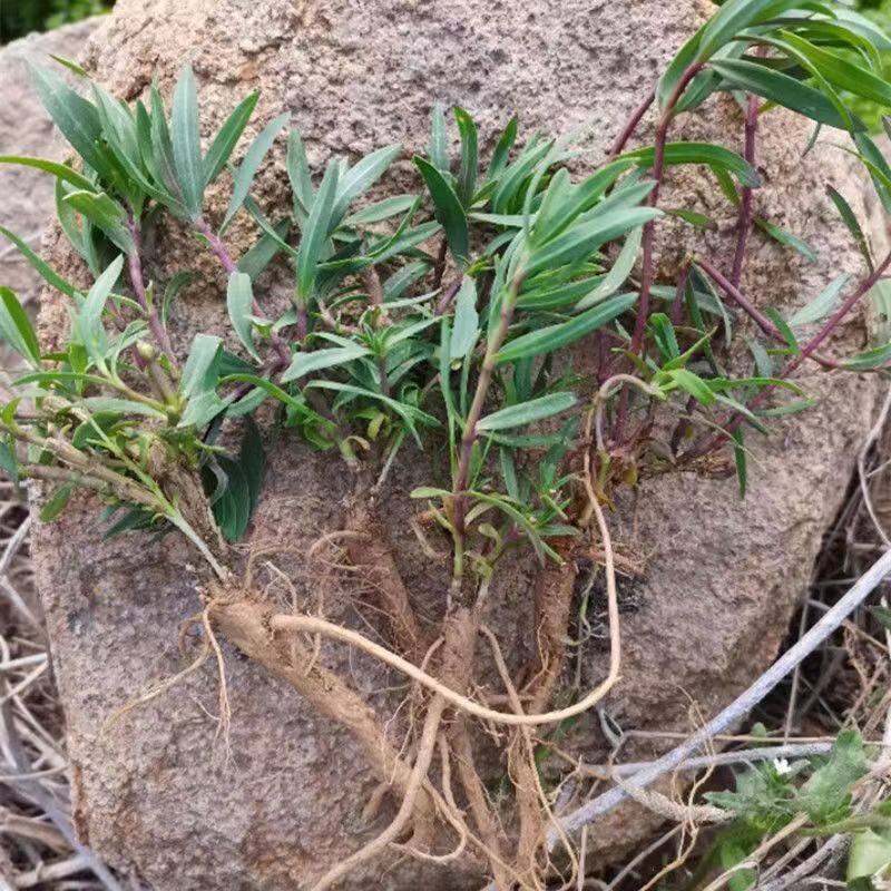 山东新鲜野菜山蚂蚱根山苜楂根新货山菜根山麻楂山珍菜苗老根