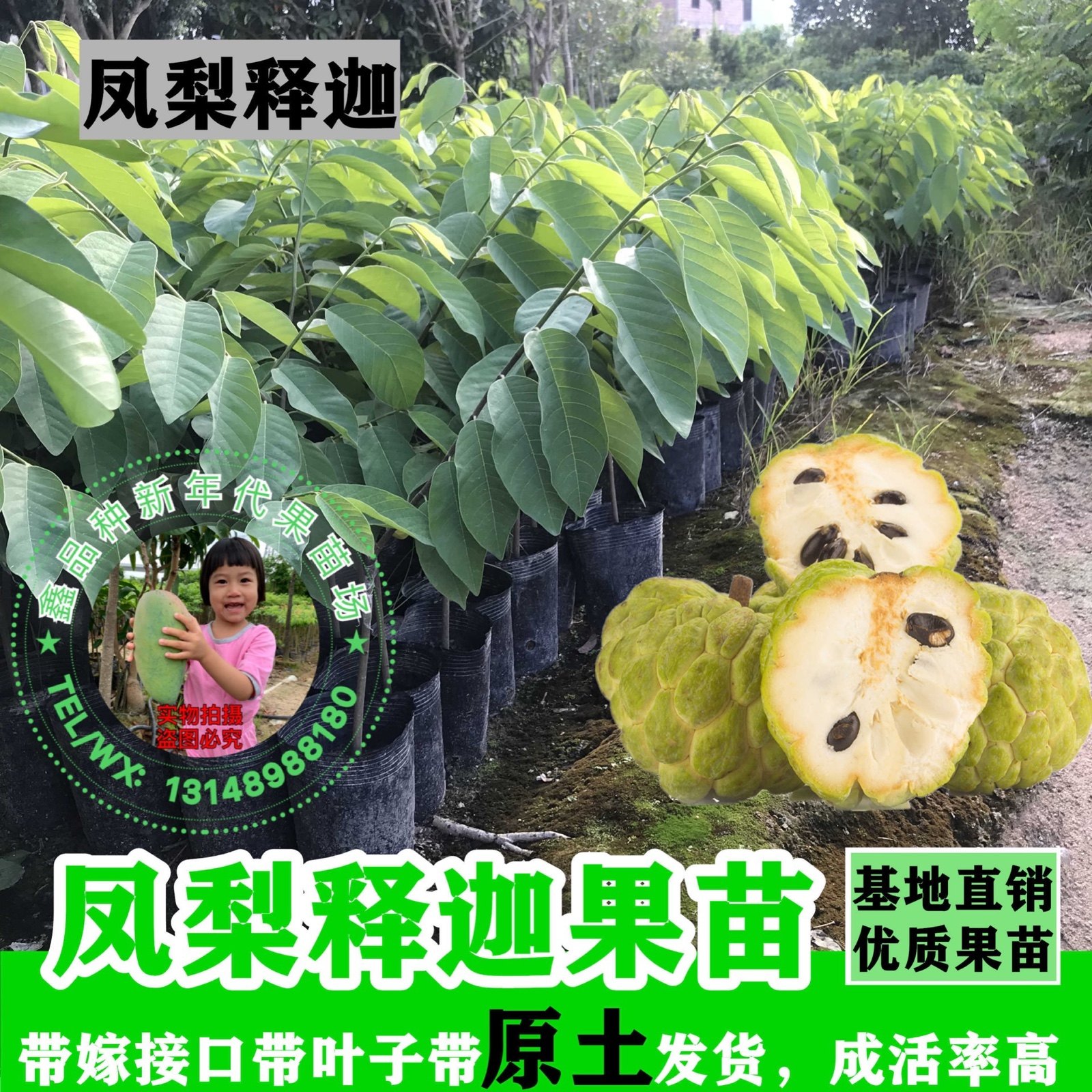佛陀果番荔枝苗台湾释迦果苗番荔
