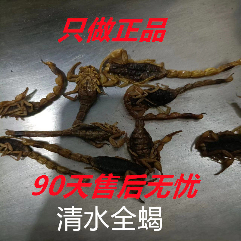中药材全蝎干货中药材无盐清水蝎子药食泡酒10克起包邮正宗沂