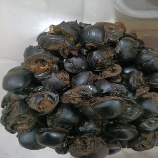 中药材蜣螂中药材大将军屎壳郎蜣螂虫50克起包邮10只包邮清水