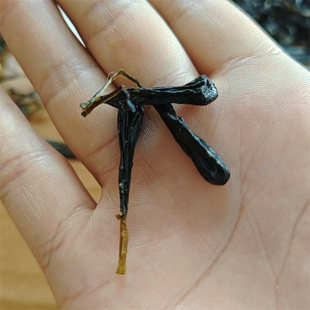 蛇胆干中药材蛇胆中药材眼镜蛇乌梢蛇银环蛇五步蛇胆磨粉备注