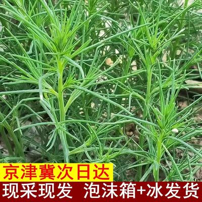 新鲜猪毛菜碱蓬菜露地食用