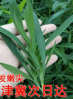 新鲜扫帚菜农家当季野生只发嫩类
