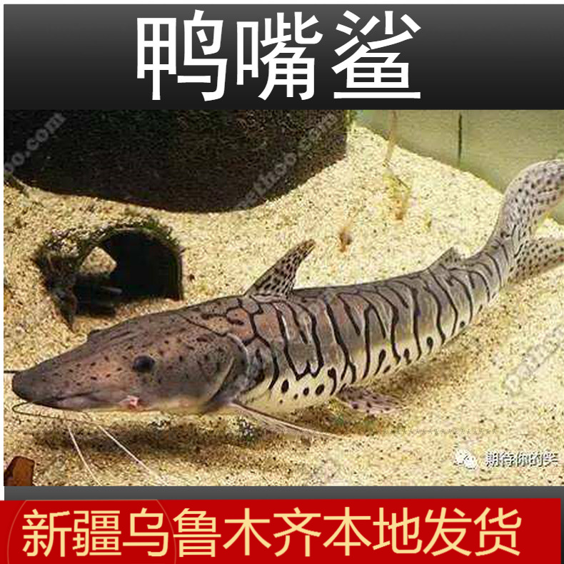 虎斑鸭嘴鲨鱼活体虎纹鸭