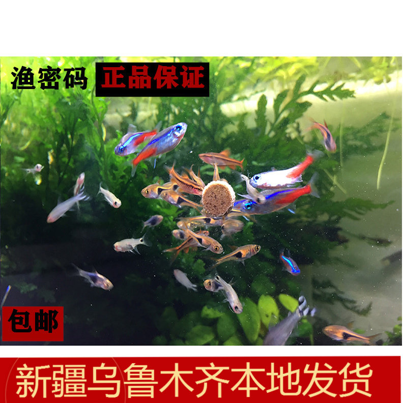 鱼密码小型鱼贴片鱼粮食孔雀鱼饲料热水族带观赏灯科鱼通用型包邮