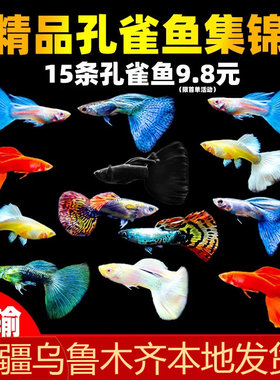 孔雀鱼精品活鱼斑马观赏鱼小型淡水好养耐活热带鱼凤尾鱼小鱼鱼苗