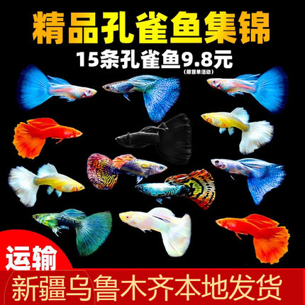 孔雀鱼精品活鱼斑马观赏鱼小型淡水好养耐活热带鱼凤尾鱼小鱼鱼苗