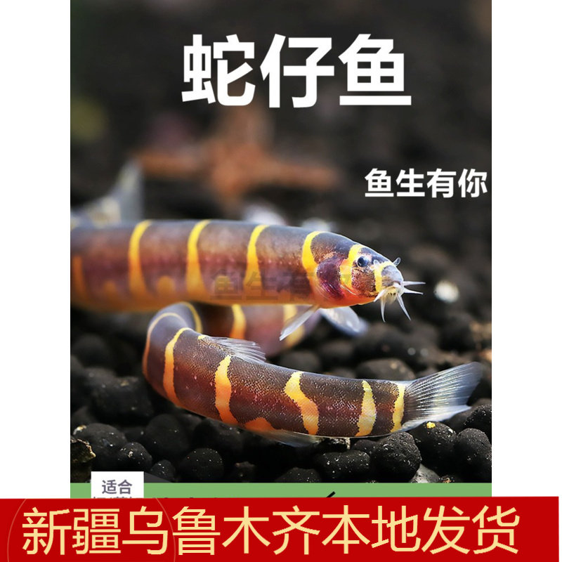 蛇仔鱼苦力泥鳅观赏鱼热带鱼除蛋白虫涡虫虾缸搭档清洁鱼新疆包邮