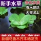 水芙蓉浮萍水草金鱼藻水葫芦养龟鱼缸养虾漂浮水生植物草净化水质