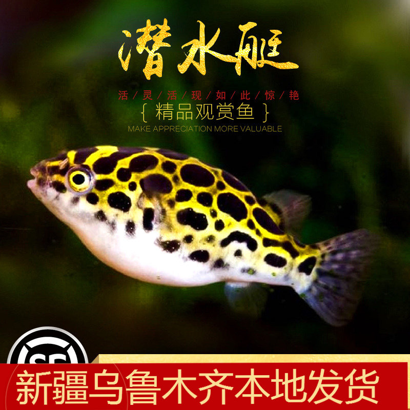 潜水艇鱼深水炸弹巧克力娃娃热带观赏鱼肉食河豚鱼淡水金娃娃活体