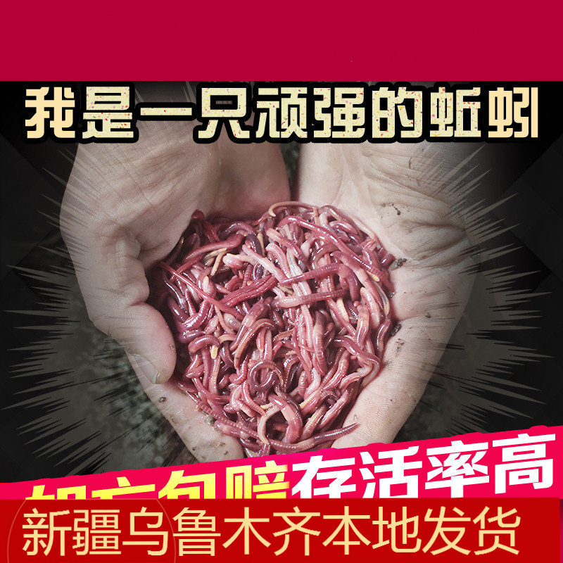 新疆活饵蚯蚓包邮喂乌龟龟粮食饲料垂野钓鱼活体爬宠蜥蜴垂钓松土
