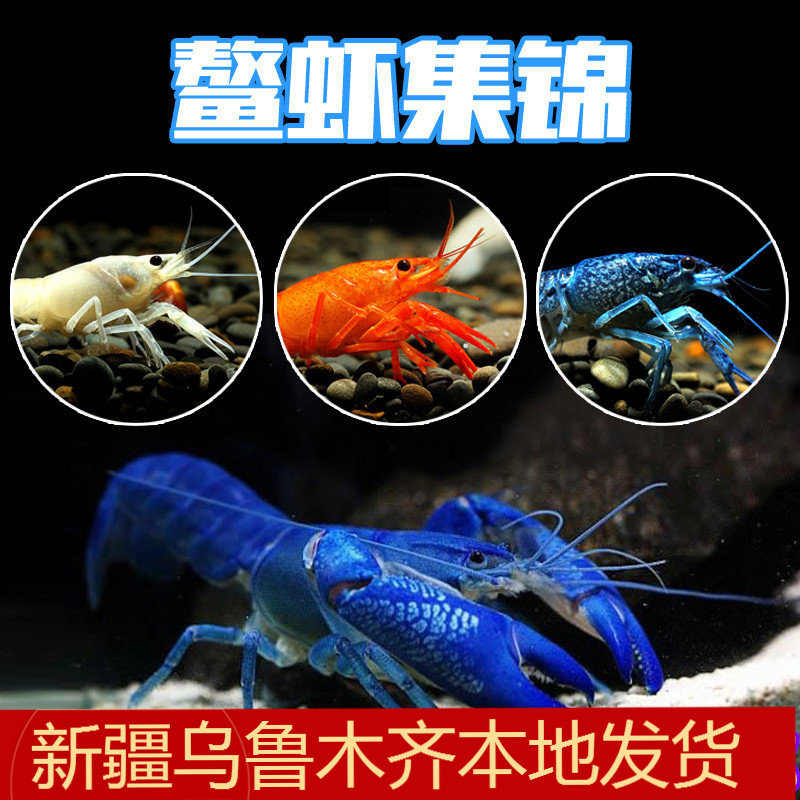 新疆观赏虾鳌虾活体宠物虾天空蓝魔龙纹虾淡水蓝色小龙虾小鳌龙