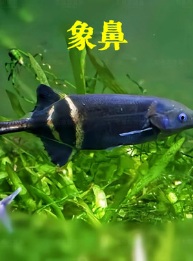 象鼻子鱼又名鹳嘴长颌淡