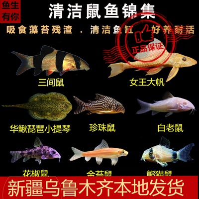 新疆老鼠鱼花椒清洁包邮咖啡猫