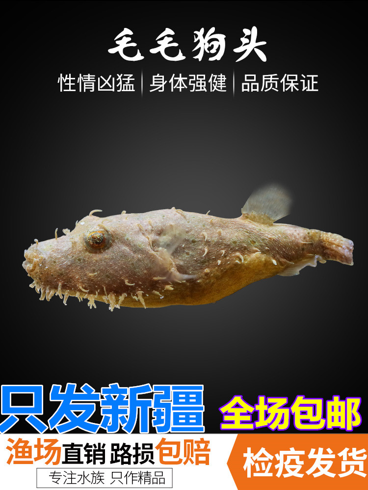 新疆观赏毛毛狗头鱼抖音快手同款纯种淡水宠物大小型好养凶猛包邮
