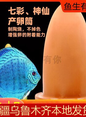 水族观赏鱼繁殖陶罐子七彩神仙鱼燕子鱼埃及血红鹦鹉新疆西藏包邮