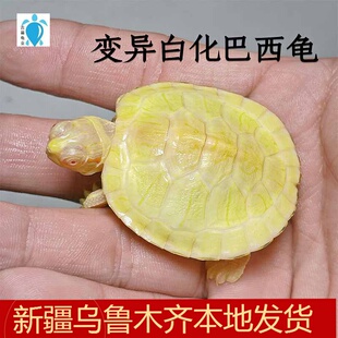 变异白化巴西龟招财龟观赏龟小乌龟活体红眼黄化宠物龟外塘冷水龟