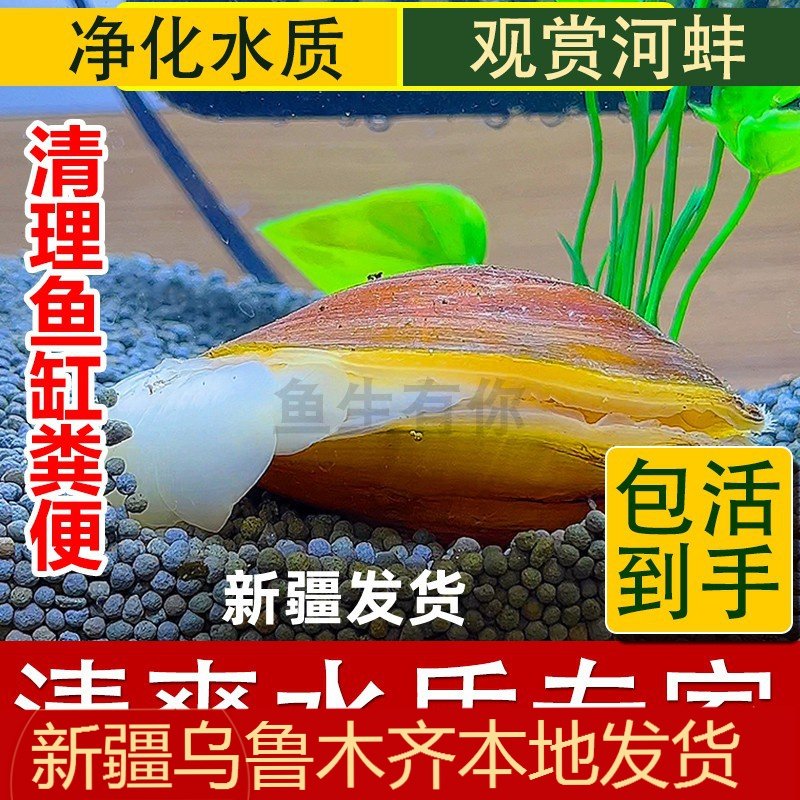 鱼缸除绿水河蚌河蚬淡净水观赏螺物黑金刚贝壳苗活体黄金小河蚌