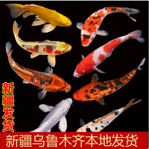 新疆好养皮实冷水淡水锦鲤鱼包邮