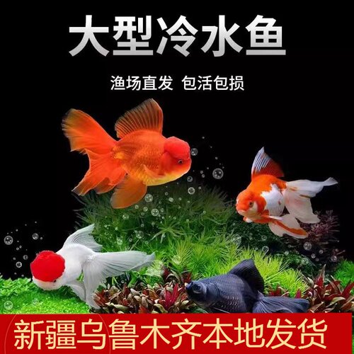 鸿运当头金鱼 狮子头活体观赏鱼 冷水鱼招财鱼丹顶红金鱼不用加温