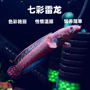 包活 包邮 肉食性猛鱼热带鱼 小型雷龙 七彩雷龙鱼巧克力雷龙