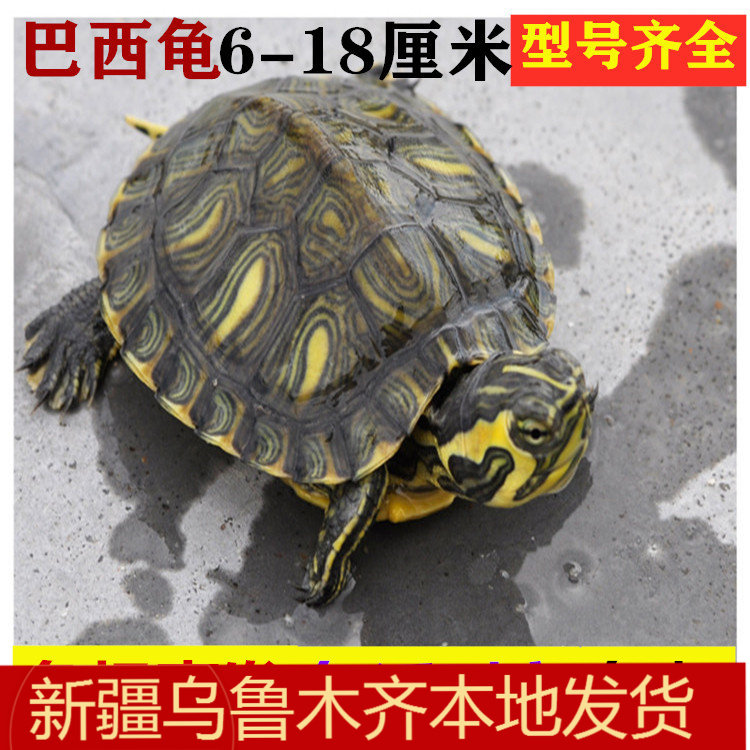 巴西龟彩色大小乌龟黄耳淡水深水龟新手入门好养活体宠物观赏包邮