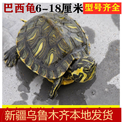巴西龟彩色大小乌龟黄耳淡水深水龟新手入门好养活体宠物观赏包邮