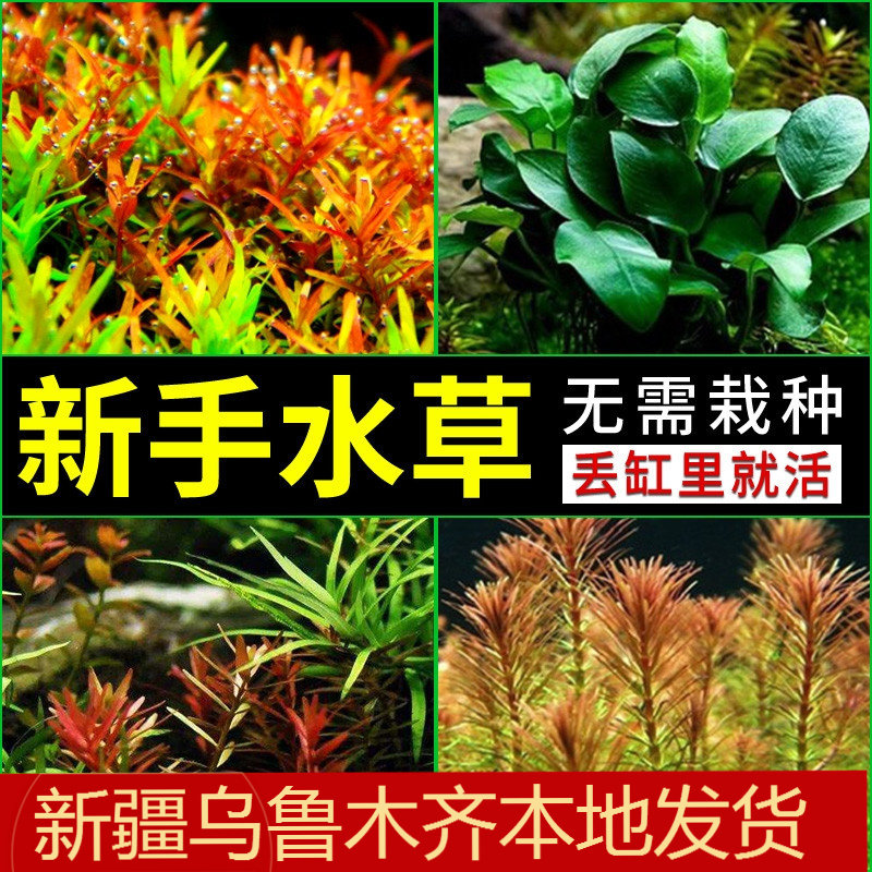 新疆水草培真活植物新手懒人好养鱼缸造景活体绿菊莫斯矮珍珠包邮