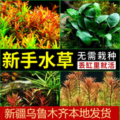 新疆水草培真活植物新手懒人好养鱼缸造景活体绿菊莫斯矮珍珠 包邮