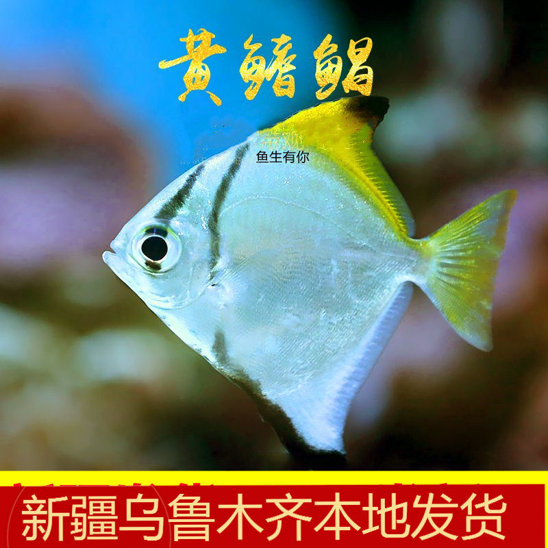 新疆观赏蝙蝠鲳黄鳍鲳七彩埃及燕热带神仙鱼黑带大眼配鱼群游活体